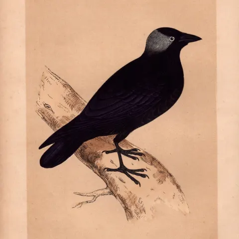 Jackdaw Rev Morris Antique History of British Birds 170 Years-Old Engraving.
