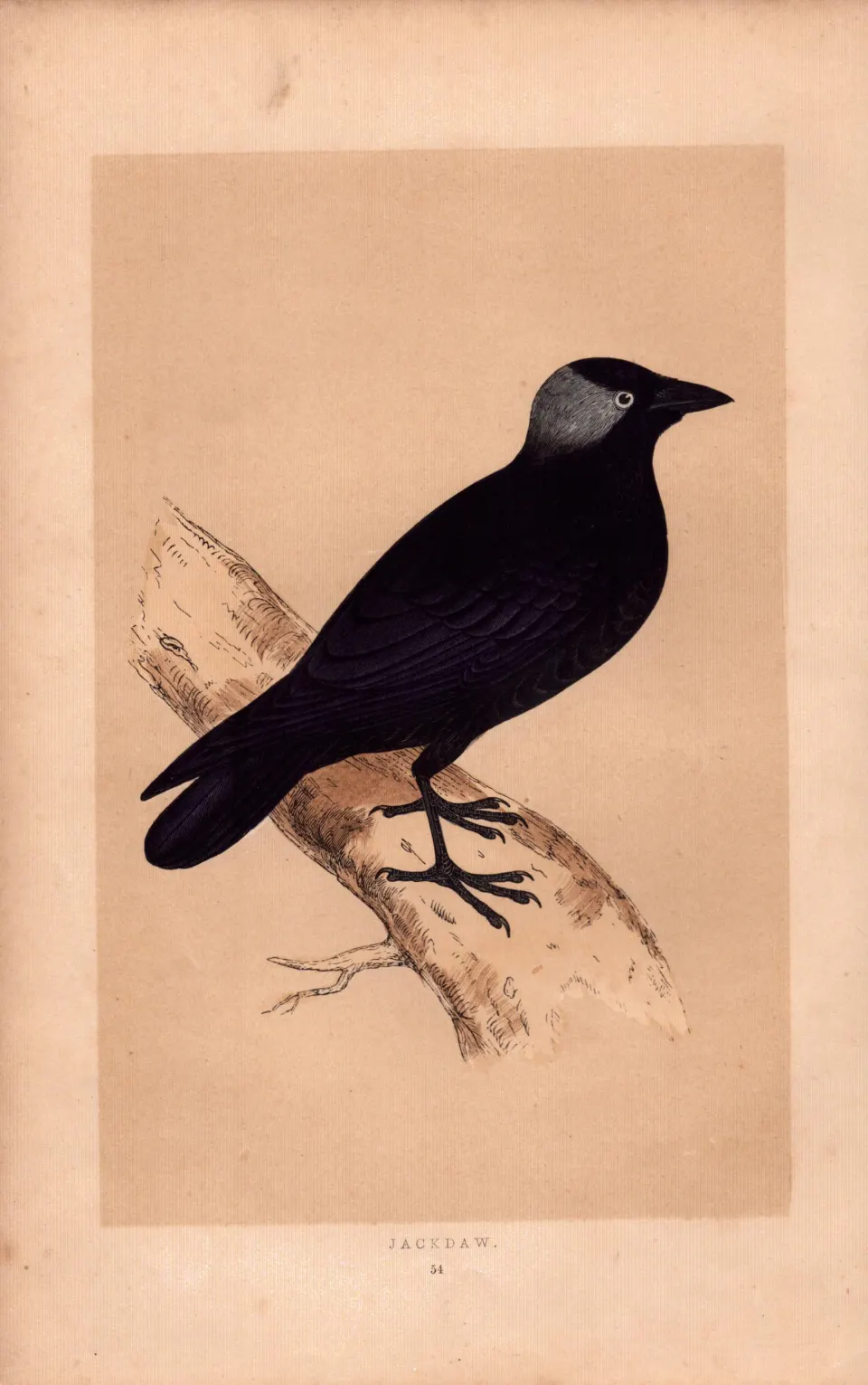 Jackdaw Rev Morris Antique History of British Birds 170 Years-Old Engraving.