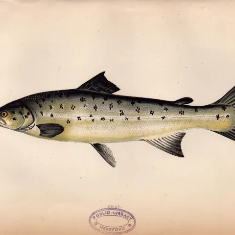 Peal 1869  Antique Johnathan Couch Coloured Fish Engraving.