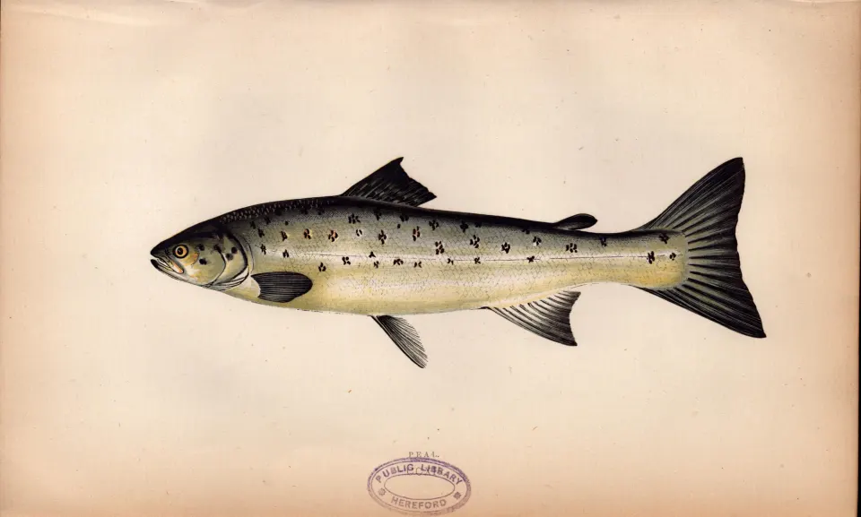 Peal 1869  Antique Johnathan Couch Coloured Fish Engraving.
