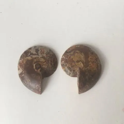 Fossil Shell, Ammonite (Perispimctes) Madagascan, 5 ½x2 ½ Full Medium, Polished, 200 Million Years
