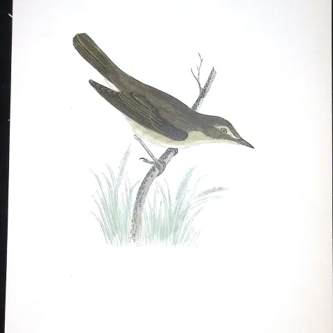 Marsh Warbler Rev Morris Antique History of British Birds 130 Years-Old Engraving-117