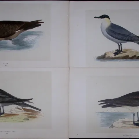 Job-Lot The Skua Family Rev Morris Antique Coloured Birds Engravings-32.