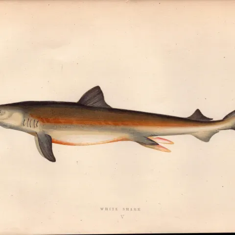 White Shark Antique 1869 Johnathan Couch Coloured Engraving.