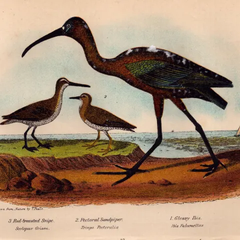 Alexander Wilson Rare American Birds Snipe, Sandpiper, Ibis-23.