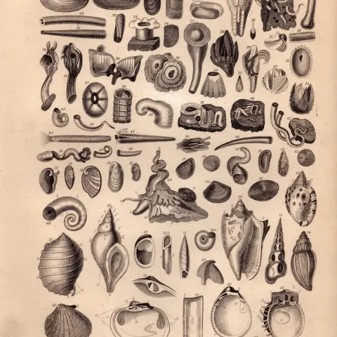 Conchology Study of Seashells 90 Illustrations Antique 154 Yrs-Old Steel Engraving -18.
