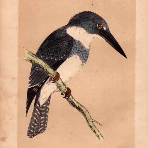 Belted Kingfisher Rev Morris Antique History of British Birds Engraving.
