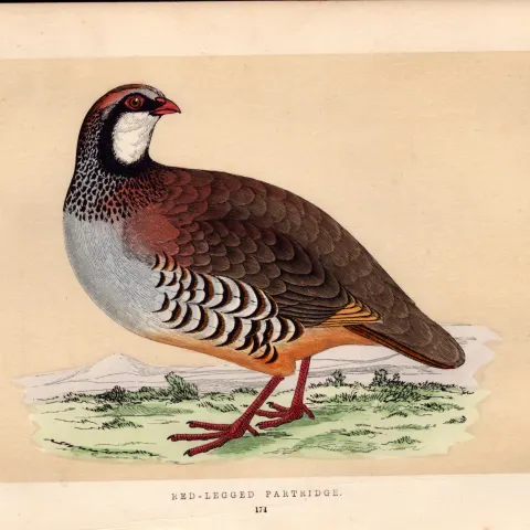 Red-Legged Patridge Rev Morris Antique History of British Birds Engraving.