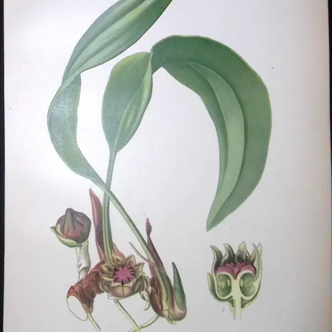 Cast Iron Plant Edward Step Rare Antique Botanical Book Plate-266