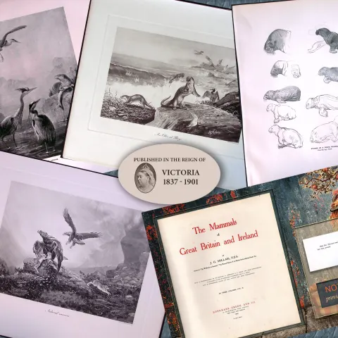 Job-Lot J.G. Millais Rare Limited-Edition Eagle ,Herons Otter, Walrus, Antique Prints-28