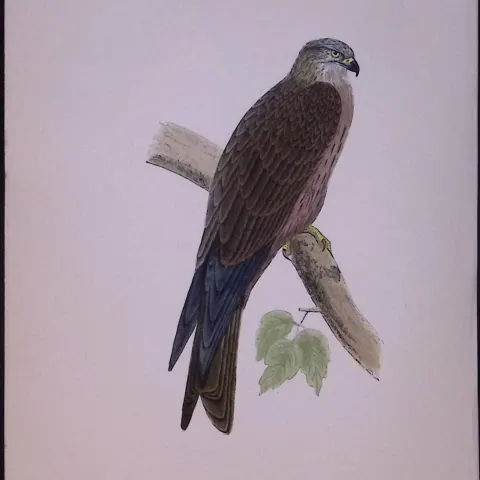 Black Kite Rev Morris Antique History of British Birds 130 Years-Old Engraving-19