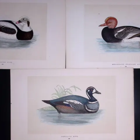 Job-Lot The Duck Family Rev Morris Antique Coloured Birds Engravings-13.