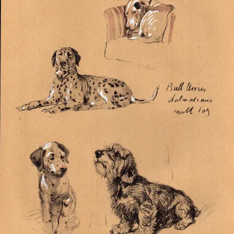 Cecil Aldin 1934 Dog Illustrations Bull Terrier Dalmatians Mutt Dog-14.