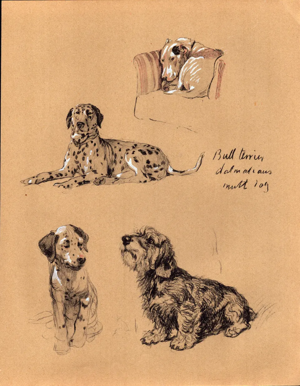 Cecil Aldin 1934 Dog Illustrations Bull Terrier Dalmatians Mutt Dog-14.