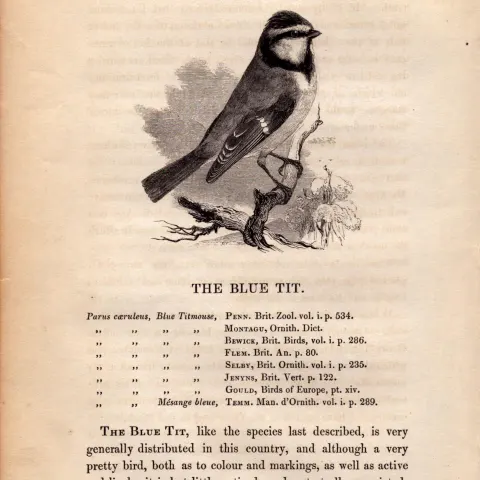 The Blue Tit  1843 Victorian Bird Antique  Print  William Yarrell.
