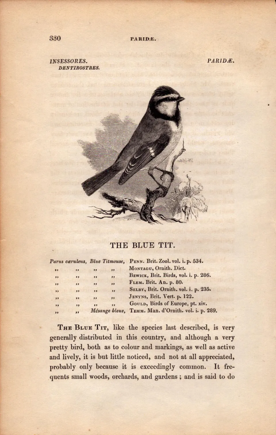 The Blue Tit  1843 Victorian Bird Antique  Print  William Yarrell.