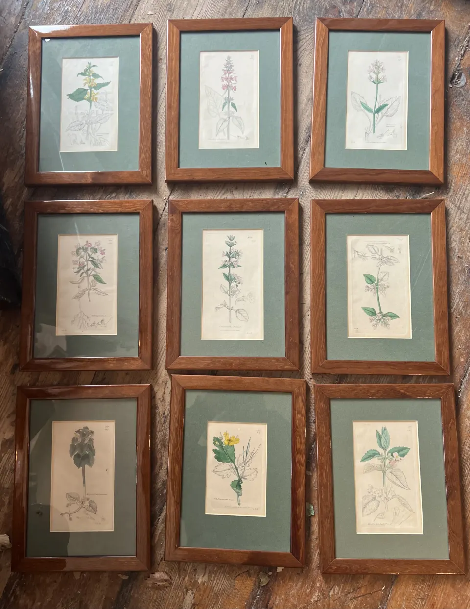 8. Set of ten early nineteenth century partly coloured engravings showing flora and fauna