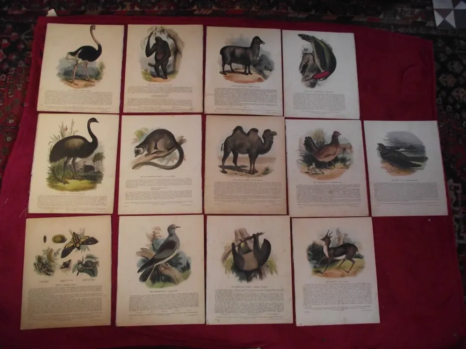 13 X Plates Illustrative of Natural History - Josiah Wood Whymper - Double sided on linen - 1843