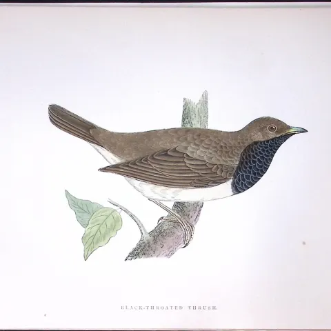 Black Throated Thrush Rev Morris History of British Birds 130 Yrs-Old AntiqueEngraving-87