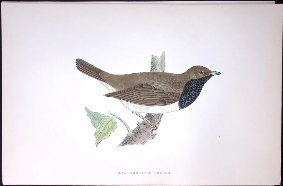 Black Throated Thrush Rev Morris History of British Birds 130 Yrs-Old AntiqueEngraving-87