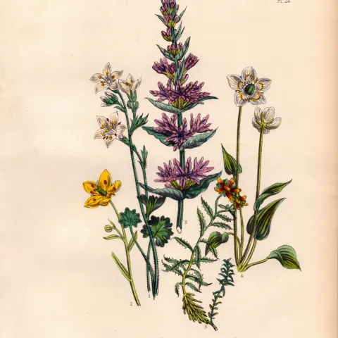 Rare 165-Yr-Old Antique Wildflower Gilt-Edged Illustration Jane Webb Loudon-24.