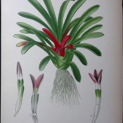 Karatas Scheremetiewi Plant Edward Step Rare Antique Botanical Book Plate-249
