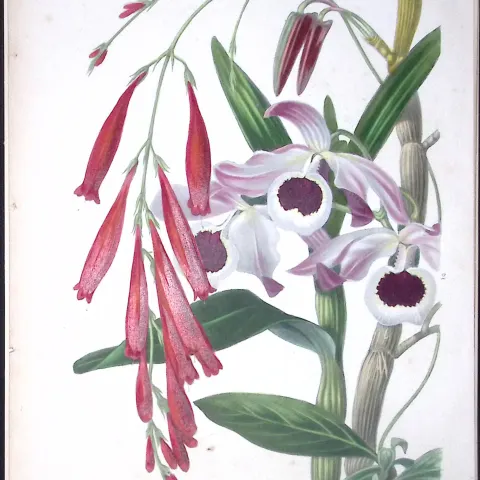 Orchids - Dendrobium Antique  Robert Thompson Hand Coloured Print-6