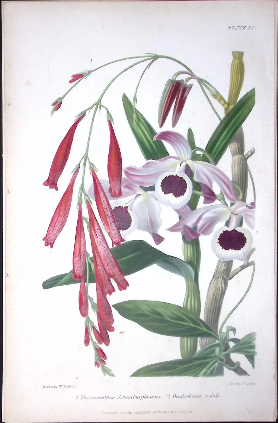 Orchids - Dendrobium Antique  Robert Thompson Hand Coloured Print-6