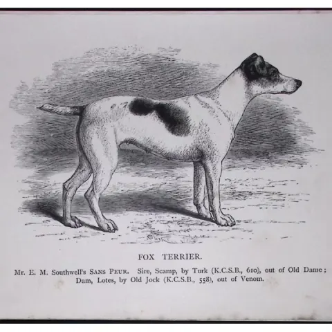 Fox Terrier British Dogs by Hugh Dalziel 1889 Antique Book Plate-54