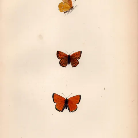 Scarce Copper Hand Coloured  Antique Butterfly Plate Rev Morris-154.