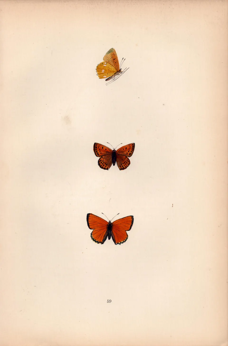Scarce Copper Hand Coloured  Antique Butterfly Plate Rev Morris-154.