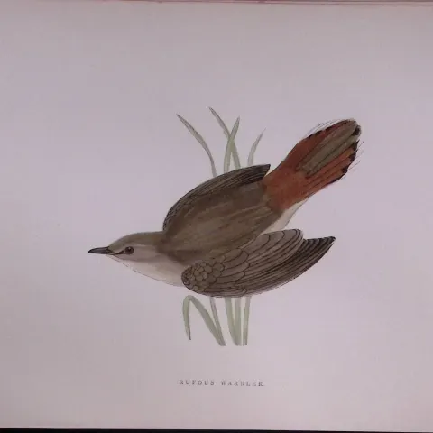 Rufous Warbler Rev Morris Antique History of British Birds 130 Years-Old Engraving-116