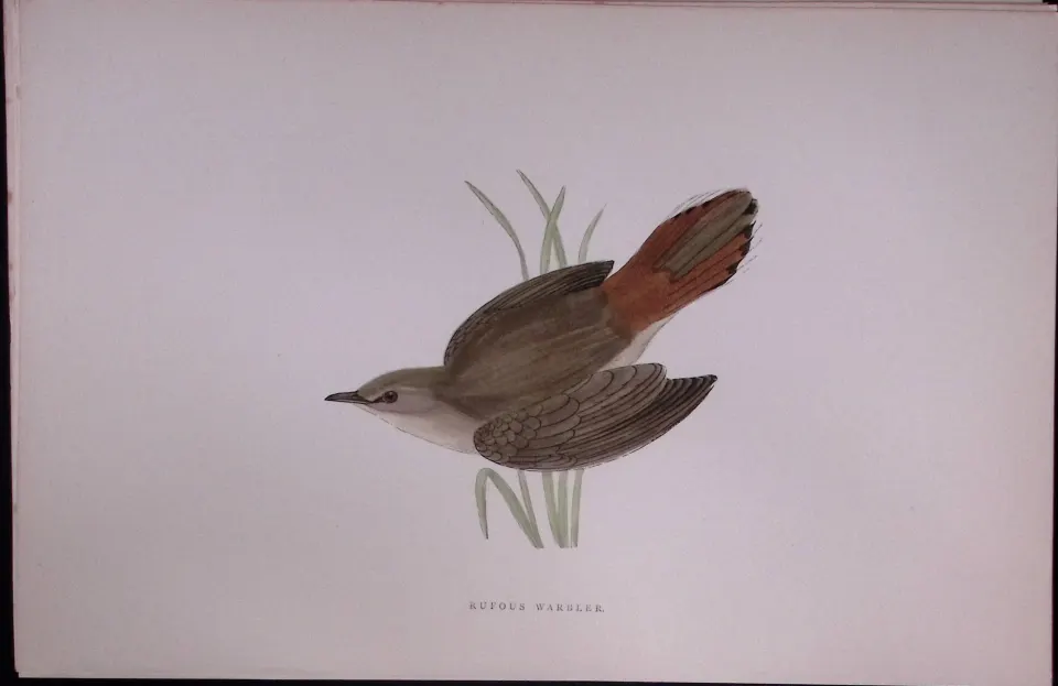 Rufous Warbler Rev Morris Antique History of British Birds 130 Years-Old Engraving-116