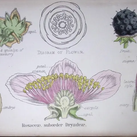The Rose Family Botanical Flower Diagram Rare Antique First Edition Illustration-28