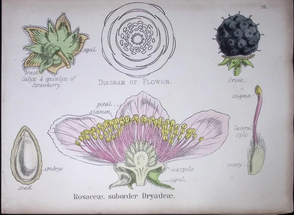 The Rose Family Botanical Flower Diagram Rare Antique First Edition Illustration-28