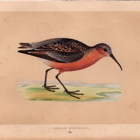Curlew Sandpiper Rev Morris Antique History of British Birds Engraving.