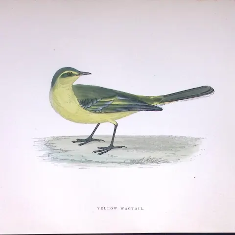 Yellow Wagtail Rev Morris Antique History of British Birds 130 Years-Old Engraving-168