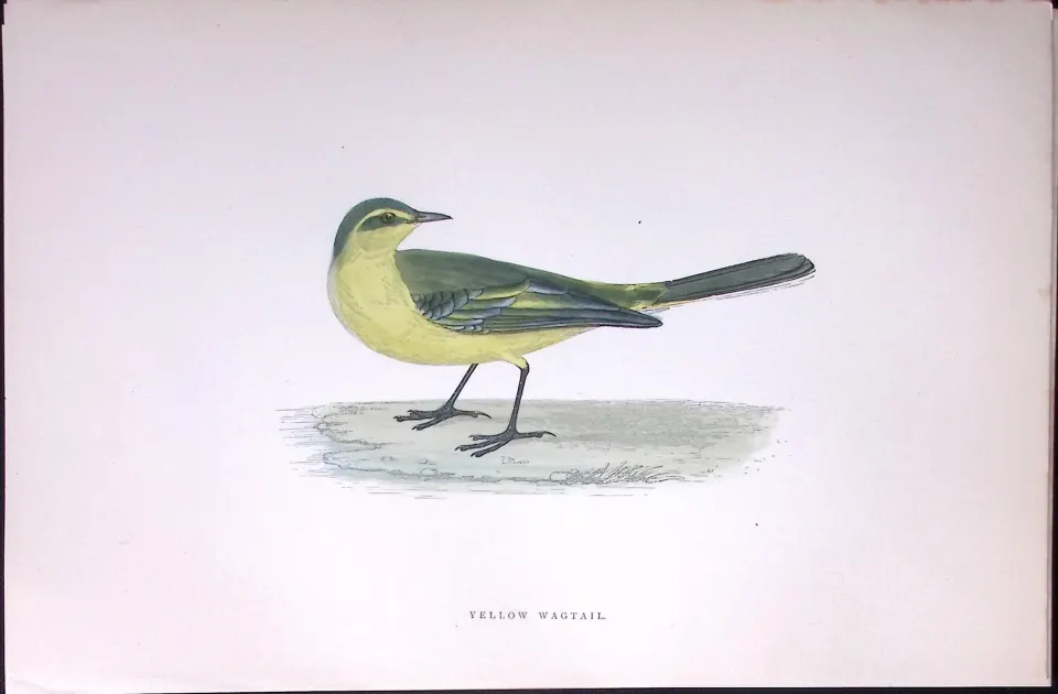 Yellow Wagtail Rev Morris Antique History of British Birds 130 Years-Old Engraving-168