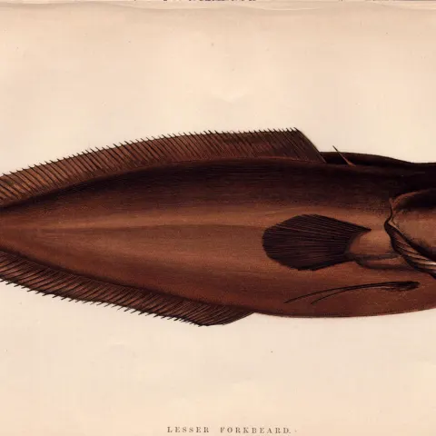 Lesser Forkbeard 1868 Antique Johnathan Couch Coloured Engraving.