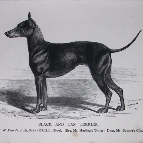 Black & Tan Terrier British Dogs by Hugh Dalziel 1889 Antique Book Plate-52