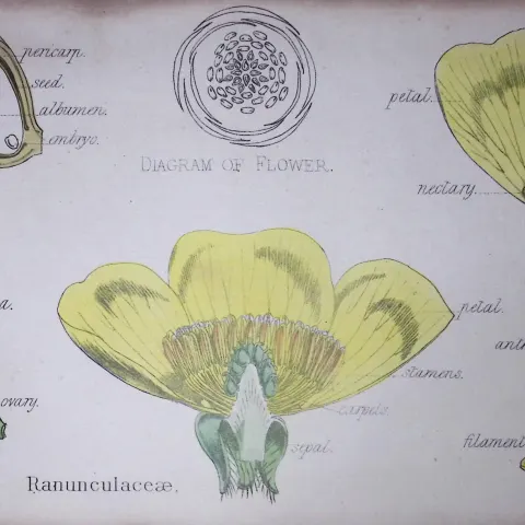 Buttercup Botanical Flower Diagram Rare Antique First Edition Illustration-1
