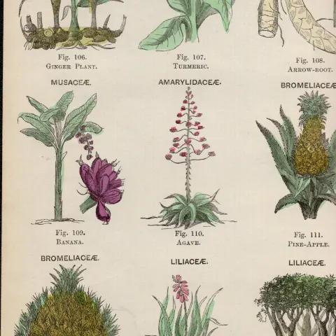 Rare James Reynolds Antique Vegetable, Tree & Plant Kingdom 9.