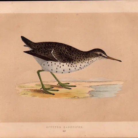 Spotted Sandpiper Rev Morris Antique History of British Birds Engraving.