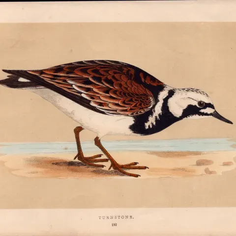 Turnstone Rev Morris Antique History of British Birds Engraving.