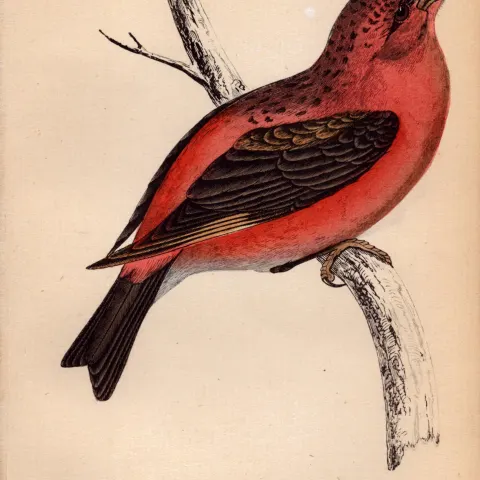 Parrot Crossbill Rev Morris 1888  Antique History of British Birds Engraving-38.