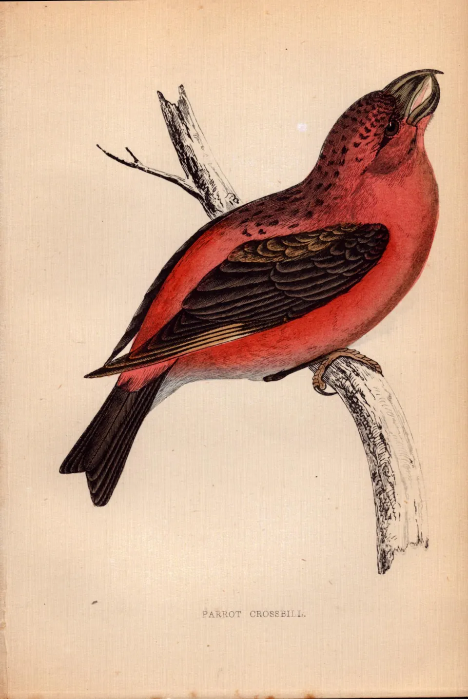 Parrot Crossbill Rev Morris 1888  Antique History of British Birds Engraving-38.
