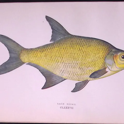 Lake Bream Fish  Scarce Antique 1877 J. Couch Woodblock Engraving-27
