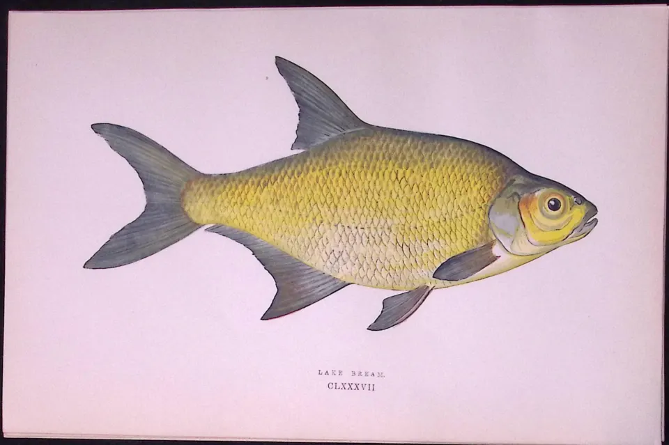 Lake Bream Fish  Scarce Antique 1877 J. Couch Woodblock Engraving-27