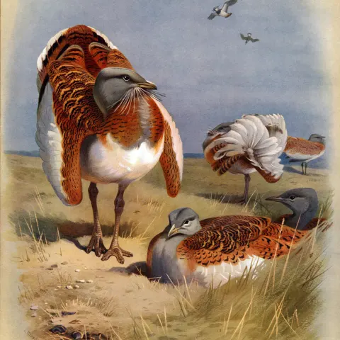 Antique Scarce First Edition Large Bird Print The Great Bustard – 60.