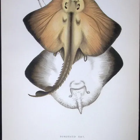 Bordered Ray Fish Scarce Antique 1877 J. Couch Woodblock Engraving-105